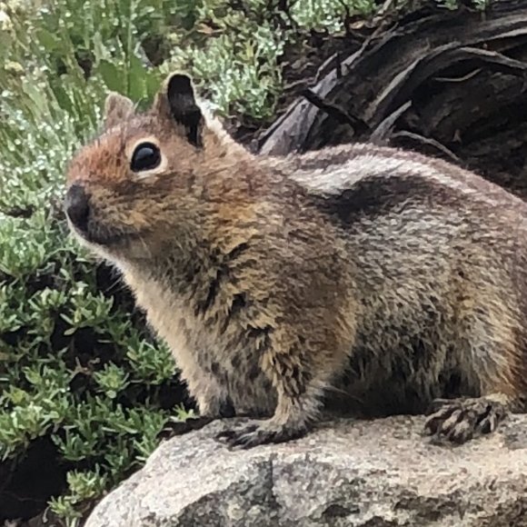 Meet your Posher, Kai - Picture 1 of 1